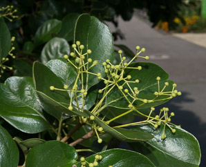 Chionanthus retusus (Chinese fringe tree)