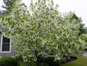 Chionanthus retusus (Chinese fringe tree)