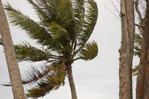 Cocos nucifera (coconut palm, coconut tree)