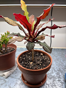 Codiaeum variegatum (croton, garden croton)