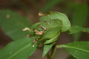 Commelina erecta (erect dayflower)