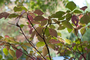 Cornus alternifolia (pagoda dogwood)