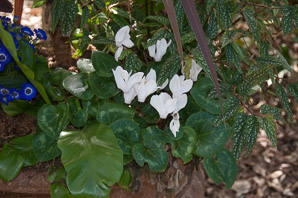 Cyclamen africanum (North African cyclamen)
