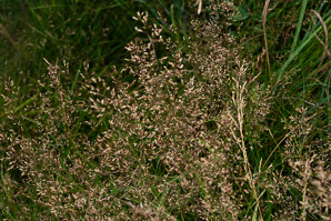 Deschampsia flexuosa (hair grass, crinkled hairgrass)