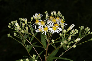 Doellingeria umbellata (flat-topped white aster, umbellate aster, parasol whitetop, tall flat-topped white aster)