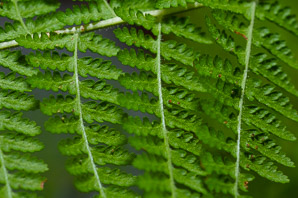 Dryopteris marginalis (marginal wood fern)