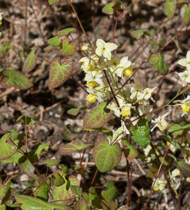 Epimedium × (bicolor barrenwort)