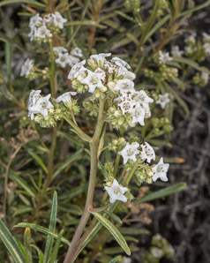 Eriodictyon californicum (yerba santa)