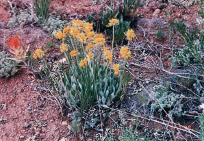 Eriogonum umbellatum (sulphur flower)