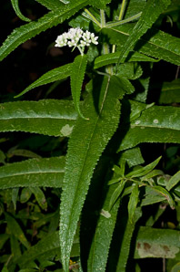 Eupatorium perfoliatum (boneset, common boneset, thoroughwort)