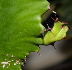 Euphorbia abyssinica (desert candle, candelabra spurge)