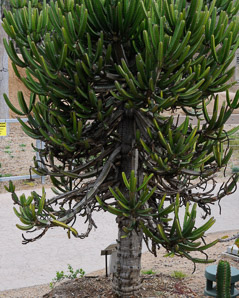 Euphorbia candelabrum (euphorbia, candelabra tree)
