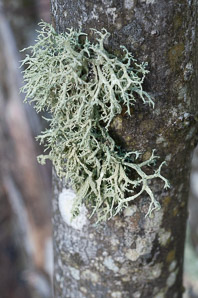 Evernia mesomorpha (boreal oakmoss, ring lichen)