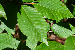 Fagus grandifolia (American beech)
