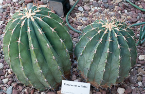 Ferocactus echidne (Sonora barrel)