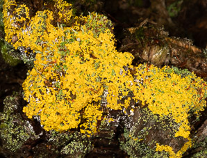 Fuligo septica (slime mold)