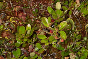 Gaylussacia dumosa (dwarf huckleberry, bush huckleberry, gopherberry)
