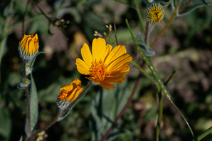 Geraea canescens (desert sunflower, hairy desert sunflower, desert gold, hairy desertsunflower)