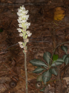 Goodyera pubescens (downy rattlesnake plantain, downy rattlesnake orchid, downy rattlesna)