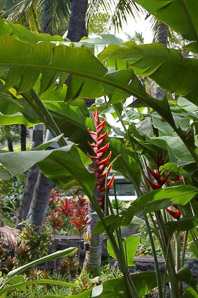 Heliconia rostrata (false bird of paradise, hanging lobster claw, painted lobster claw)