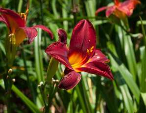 Hemerocallis (daylily)