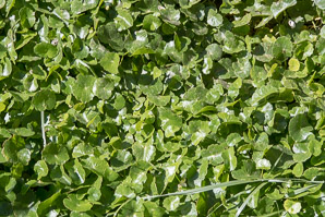 Hydrocotyle umbellata (water pennywort, manyflower marshpennywort, dollarweed)