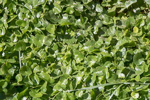 Hydrocotyle vulgaris (marsh pennywort, common pennywort)