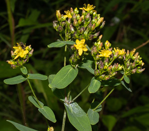 Hypericum punctatum (spotted St. John’s-wort, spotted St. Johnswort)