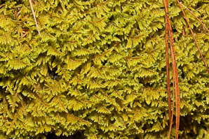 Hypnum imponens (brocade moss, feather moss, hypnum moss)
