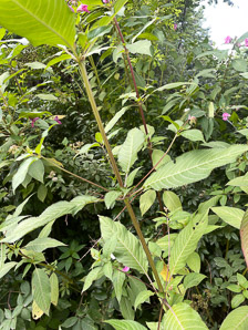Impatiens glandulifera (Himalayan balsam, kiss-me-on-the-mountain, ornamental jewelweed)