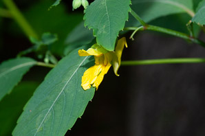 Impatiens pallida (yellow jewelweed)