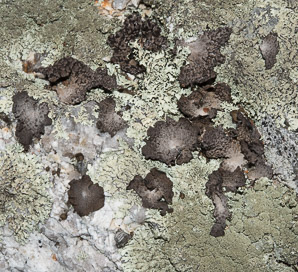 Lasallia papulosa (common toadskin lichen, blistered naval lichen)