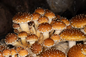 Lentinula edodes (shiitake mushrooms)