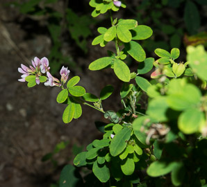 Lespedeza stuevei (velvety bush-clover, tall bush-clover)