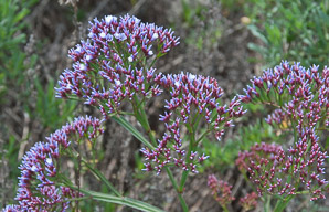 Limonium perezii (sea lavender)