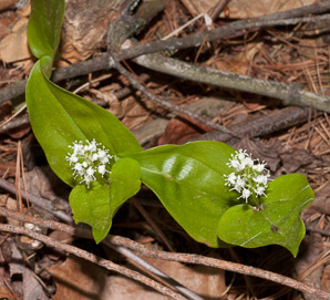 Maianthemum canadense (Canada mayflower, false lily-of-the-valley)