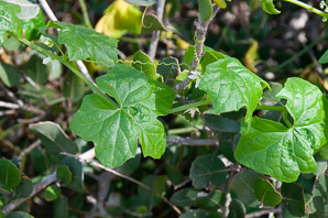 Marah macrocarpus (cucamonga manroot, common manroot, bigroot)