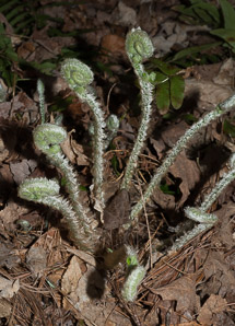 Matteuccia struthiopteris (ostrich fern, fiddlehead fern, garden fern, hardy fern)