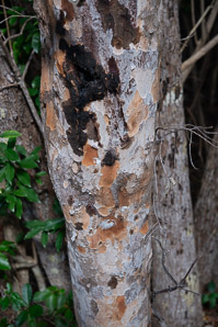 Metopium toxiferum (poisonwood, Florida poisontree, hog gum)