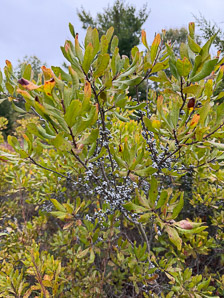 Morella pensylvanica (bayberry, northern bayberry, candleberry)