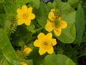 Oenanthe javanica (water celery, Java waterdropwort)