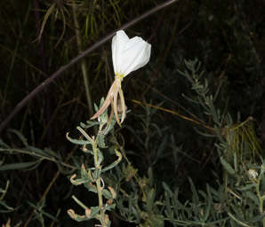 Oenothera pallida (sawtooth evening primrose)