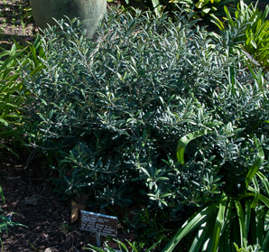 Olea europaea (dwarf olive)