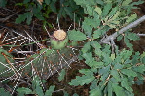Opuntia phaeacantha (desert prickly pear, tulip prickly pear, brown-spine prickly pear, tulip pricklypear)