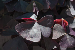 Oxalis triangularis (love plant, purple shamrock, false shamrock)