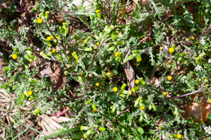 Packera glabella (cressleaf groundsel, butterweed)