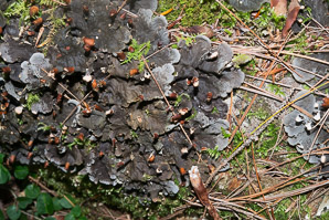 Peltigera membranacea (membranous dog-lichen)