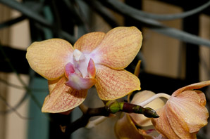 Phalaenopsis ‘Gold