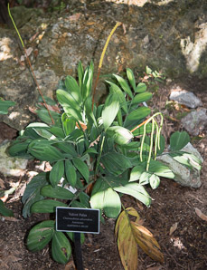 Phoenicophorium borsigianum (thief palm, velvet palm)