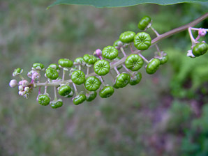 Phytolacca americana (pokeweed, American pokeweed)